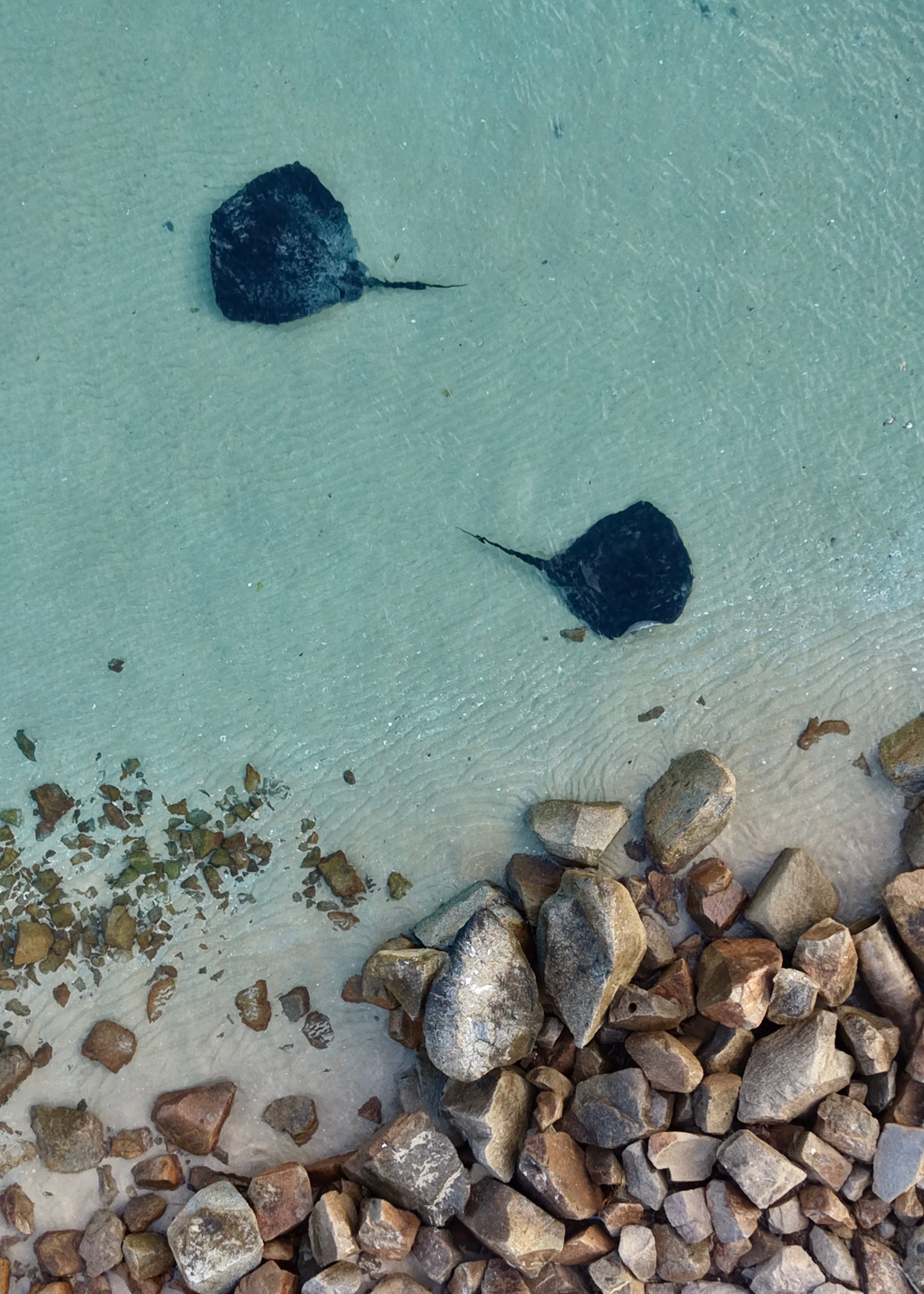 Two stingrays swimming in shallow clear water near rocks on the Mornington Peninsula.
