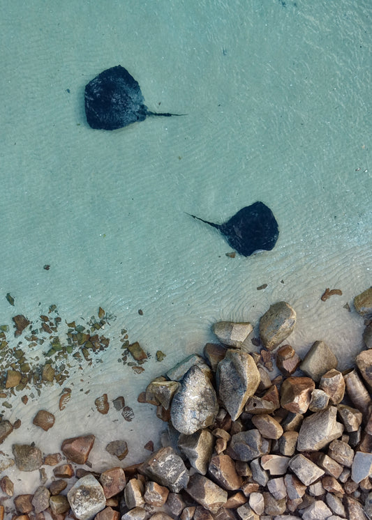 Two stingrays swimming in shallow clear water near rocks on the Mornington Peninsula.