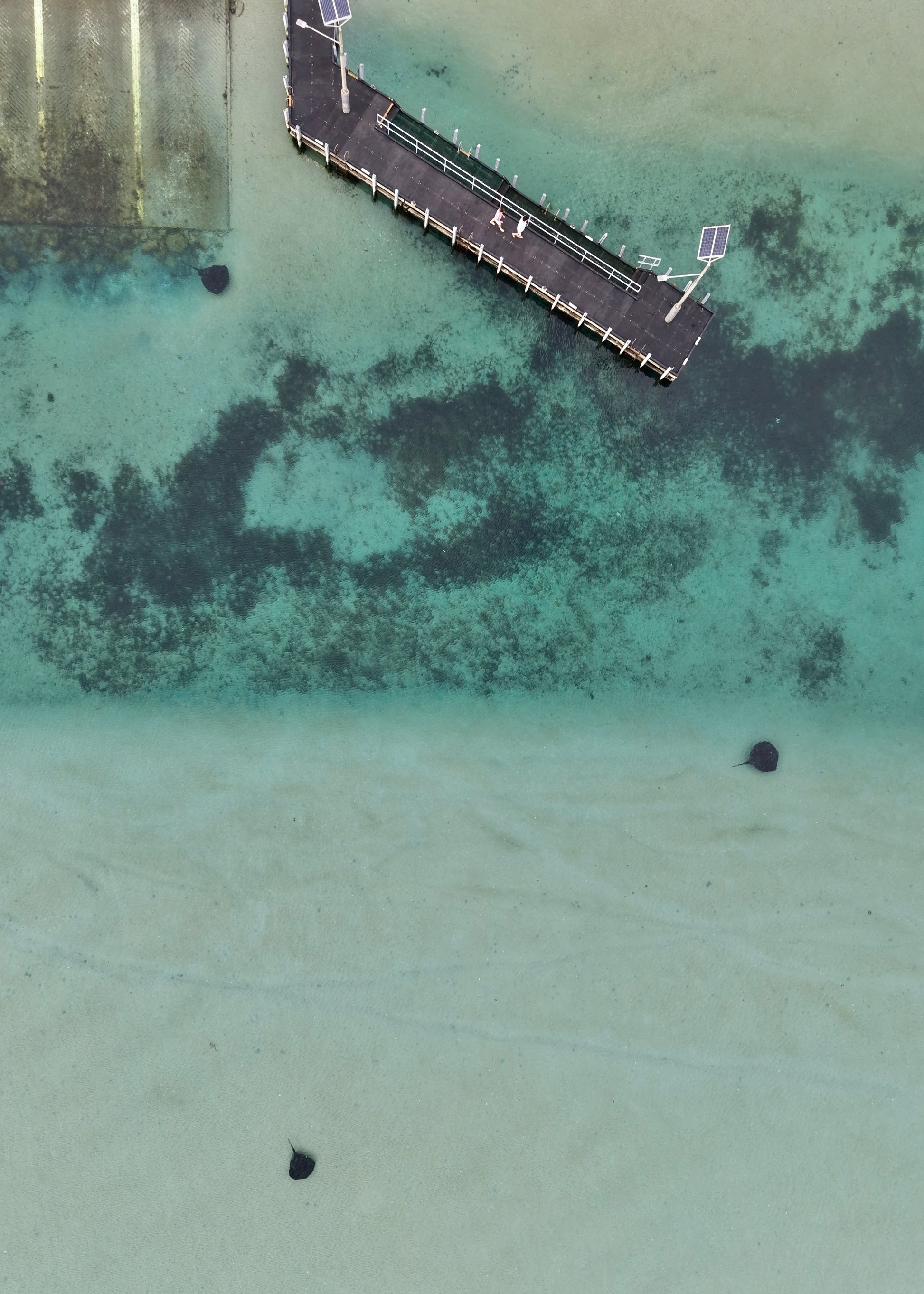 Wooden pier extending into clear blue water with a sandy bottom and stingrays swimming around
