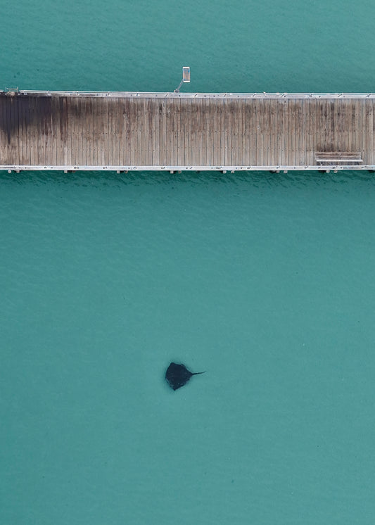 Stingray at Rye Pier - Print