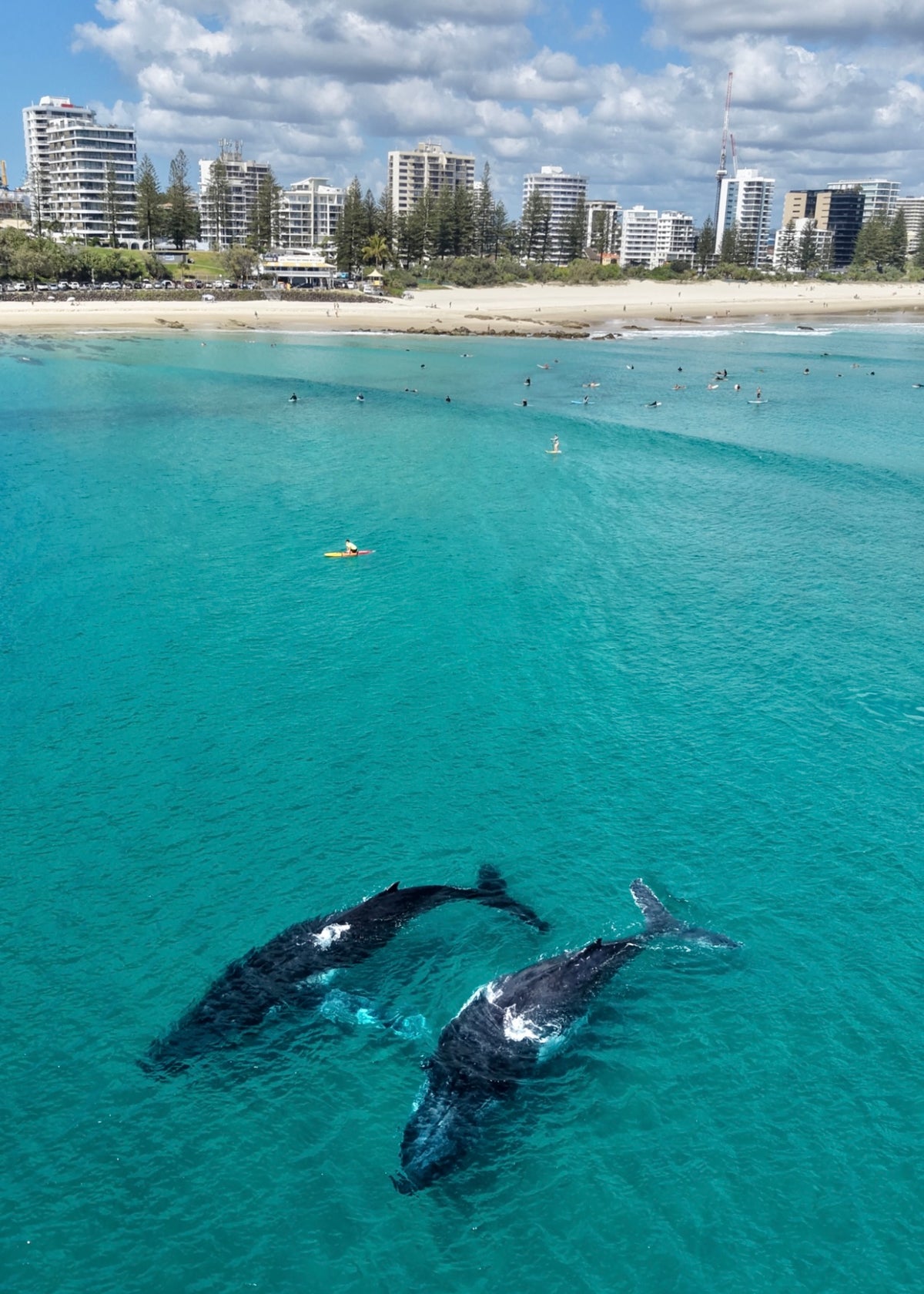 Two humpback whales swimming in turquoise water at Rainbow Bay, Gold Coast, with surfers and Coolangatta beachfront in the background.